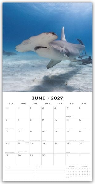 Produktbild: Sharks &ndash; Haie 2027 &ndash; 16-Monatskalender