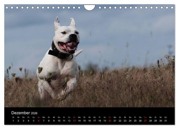 Produktbild: American Bulldog - stolz, loyal, einzigartig (Wandkalender 2026 DIN A4 quer), CALVENDO Monatskalender