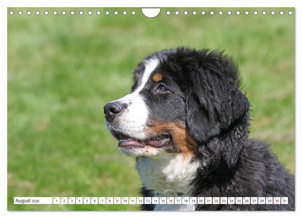 Produktbild: Berner Sennenhunde machen gl&uuml;cklich (Wandkalender 2026 DIN A4 quer), CALVENDO Monatskalender