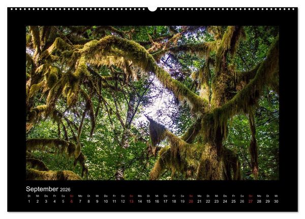 Produktbild: W&auml;lder, fotografiert auf vier Kontinenten (hochwertiger Premium Wandkalender 2026 DIN A2 quer), Kunstdruck in Hochglanz