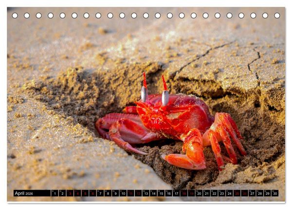 Produktbild: Naturparadies Galapagos - UNESCO Weltkulturerbe (Tischkalender 2026 DIN A5 quer), CALVENDO Monatskalender