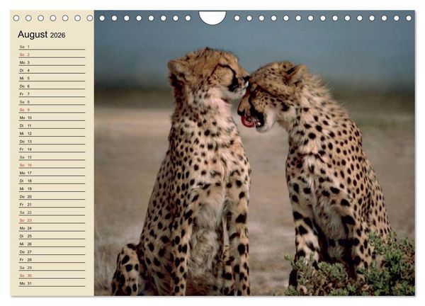 Produktbild: Die Lautlosen. Geparden und Leoparden (Wandkalender 2026 DIN A4 quer), CALVENDO Monatskalender