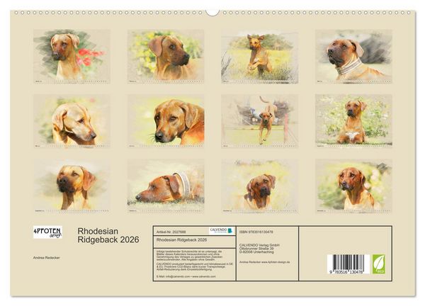 Produktbild: Rhodesian Ridgeback 2026 (hochwertiger Premium Wandkalender 2026 DIN A2 quer), Kunstdruck in Hochglanz