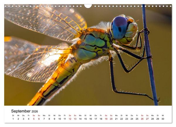 Produktbild: Oberbayerischer Insekten Kalender (Wandkalender 2026 DIN A3 quer), CALVENDO Monatskalender