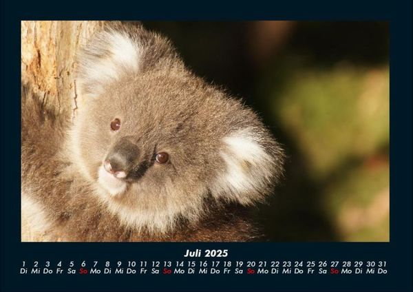 Produktbild: Koala 2025 Fotokalender DIN A4