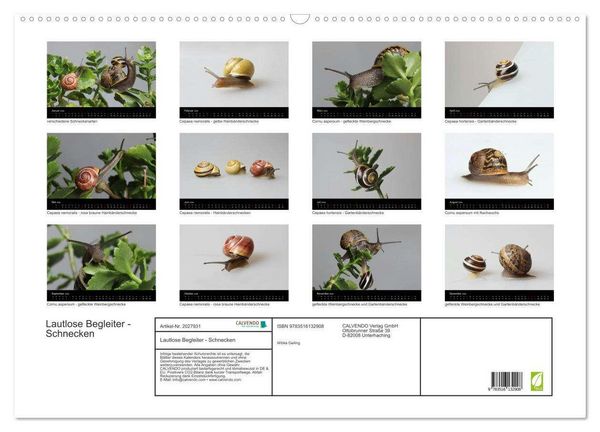 Produktbild: Lautlose Begleiter - Schnecken (Wandkalender 2026 DIN A2 quer), CALVENDO Monatskalender