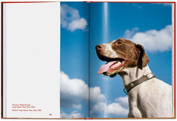 Produktbild: Walter Chandoha. Dogs. Photographs 1941&ndash;1991