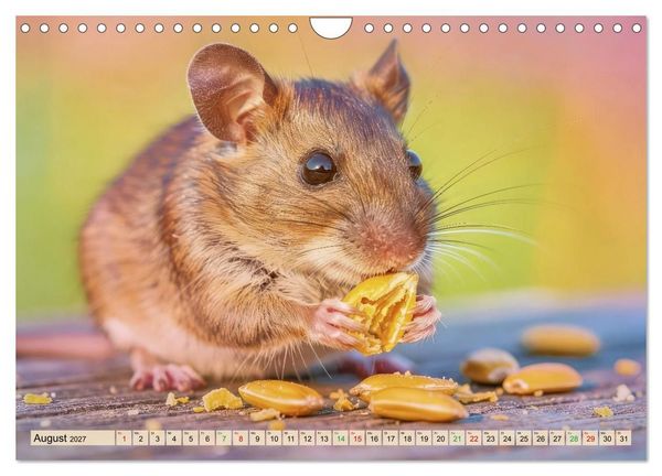 Produktbild: Niedliche Feldm&auml;use in Pastellfarben (Wandkalender 2027 DIN A4 quer), CALVENDO Monatskalender