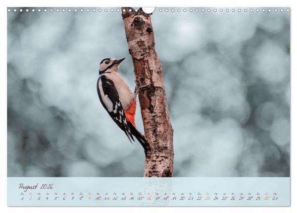 Produktbild: Sch&ouml;nheiten des Waldes (Wandkalender 2026 DIN A3 quer), CALVENDO Monatskalender