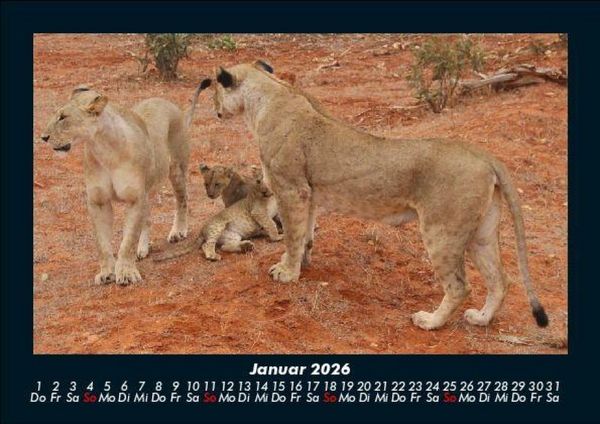 Produktbild: L&ouml;wen in der Wildnis 2026 Fotokalender DIN A5