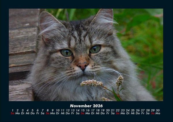 Produktbild: F&uuml;r Katzenfreunde 2026 Fotokalender DIN A4