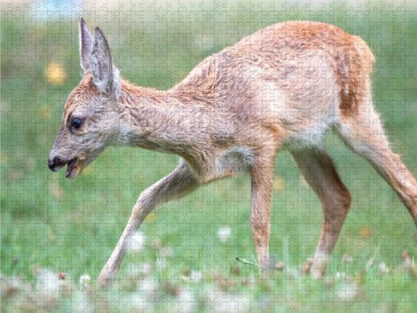 Produktbild: CALVENDO Puzzle Kitz auf einer Lichtung | 1000 Teile Lege-Gr&ouml;&szlig;e 64x48cm Foto-Puzzle f&uuml;r gl&uuml;ckliche Stunden