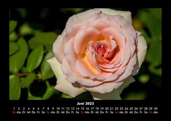 Produktbild: Blumenkalender 2025 Fotokalender DIN A3