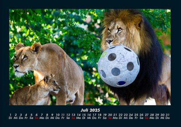 Produktbild: L&ouml;wen in der Wildnis 2025 Fotokalender DIN A4