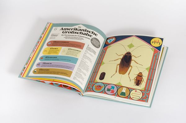 Produktbild: Insekten und ihre Superkr&auml;fte