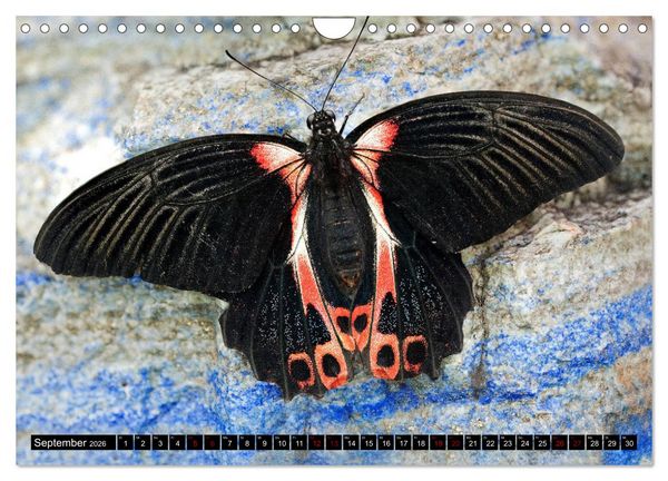 Produktbild: Fliegende Wunderwesen. Schmetterlinge weltweit, ganz nah (Wandkalender 2026 DIN A4 quer), CALVENDO Monatskalender