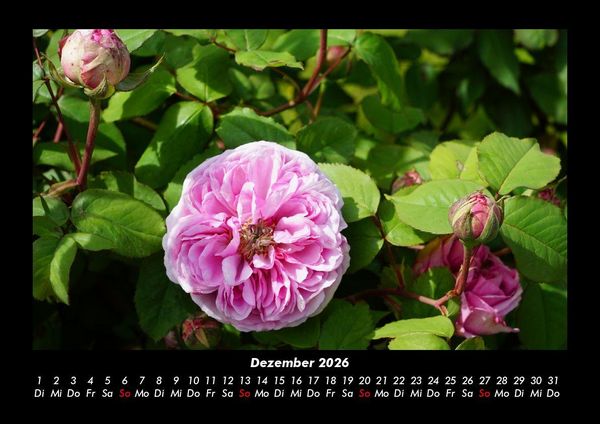 Produktbild: Blumentr&auml;ume 2026 Fotokalender DIN A3