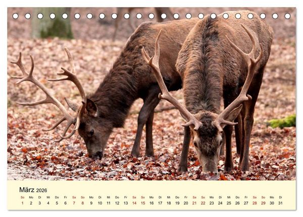 Produktbild: Der Rothirsch - Der K&ouml;nig in unseren W&auml;ldern (Tischkalender 2026 DIN A5 quer), CALVENDO Monatskalender