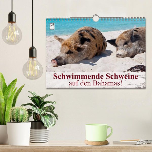 Produktbild: Schwimmende Schweine auf den Bahamas! (Wandkalender 2026 DIN A4 quer), CALVENDO Monatskalender