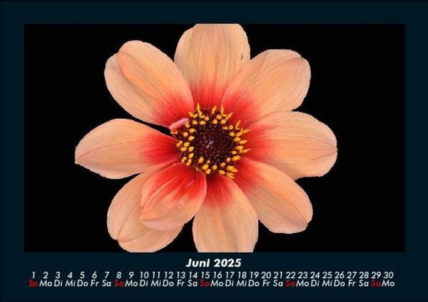 Produktbild: Blumentr&auml;ume 2025 Fotokalender DIN A5