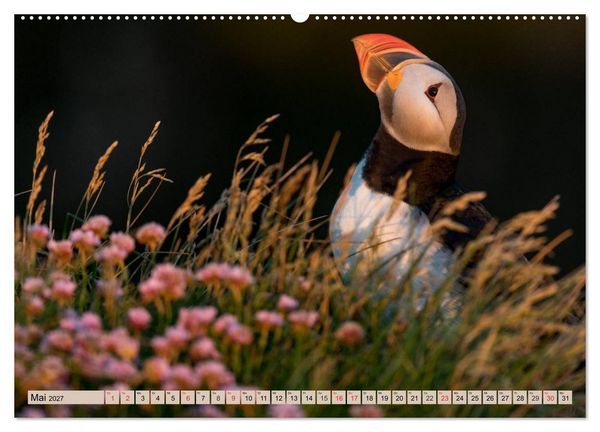 Produktbild: Papageitaucher - Puffins (Wandkalender 2027 DIN A2 quer), CALVENDO Monatskalender