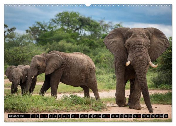 Produktbild: Afrikas wilde Tiere (Wandkalender 2026 DIN A2 quer), CALVENDO Monatskalender
