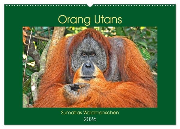 Produktbild: Orang Utans Sumatras Waldmenschen (Wandkalender 2026 DIN A2 quer), CALVENDO Monatskalender