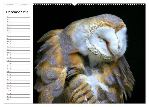 Produktbild: Greifv&ouml;gel, Eulen und K&auml;uze (hochwertiger Premium Wandkalender 2026 DIN A2 quer), Kunstdruck in Hochglanz