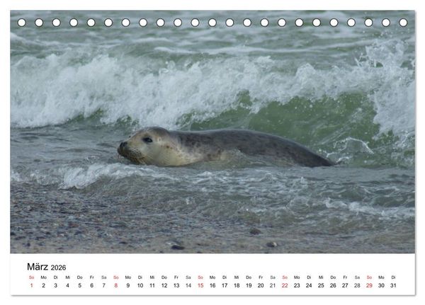 Produktbild: Das Leben der Robben (Tischkalender 2026 DIN A5 quer), CALVENDO Monatskalender