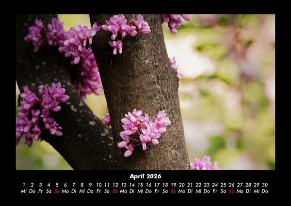 Produktbild: Blumentr&auml;ume 2026 Fotokalender DIN A3