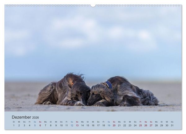 Produktbild: AFGHANISCHE WINDHUNDE 2026 (hochwertiger Premium Wandkalender 2026 DIN A2 quer), Kunstdruck in Hochglanz