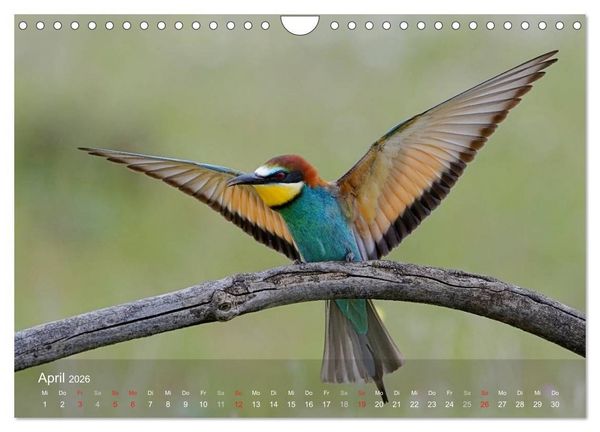 Produktbild: Europ&auml;ische Bienenfresser (Wandkalender 2026 DIN A4 quer), CALVENDO Monatskalender
