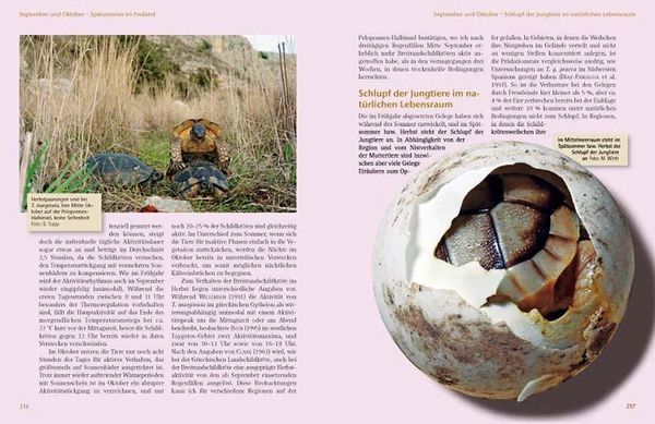 Produktbild: Maurische Landschildkr&ouml;ten