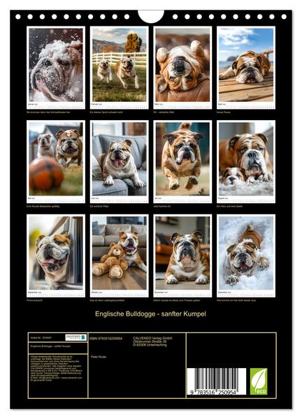 Produktbild: Englische Bulldogge - sanfter Kumpel (Wandkalender 2026 DIN A4 hoch), CALVENDO Monatskalender