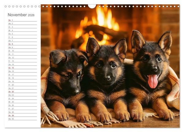 Produktbild: Sch&auml;ferhundliebe - Deine t&auml;gliche Dosis Welpenfreude &ndash; ganz ohne Gassi. (Wandkalender 2026 DIN A3 quer), CALVENDO Monatskalender