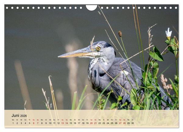 Produktbild: Wildes Stadtleben in M&uuml;nchen (Wandkalender 2026 DIN A4 quer), CALVENDO Monatskalender