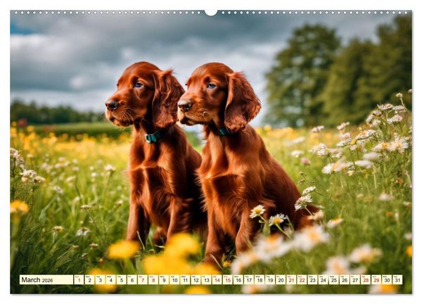 Produktbild: Irish Setter - pure grace (High Quality Premium Wall Calendar 2026 DIN A2 landscape),CALVENDO 12 Month Wall Calendar