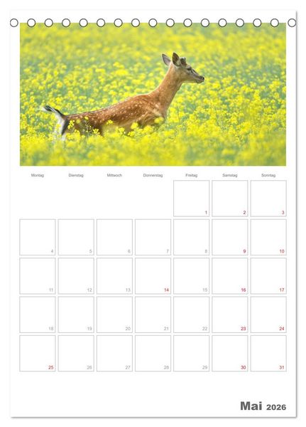 Produktbild: Rehe & Co / Planer (Tischkalender 2026 DIN A5 hoch), CALVENDO Monatskalender