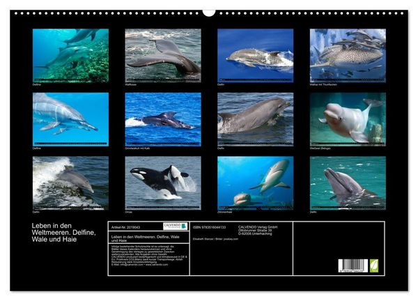 Produktbild: Leben in den Weltmeeren. Delfine, Wale und Haie (Wandkalender 2026 DIN A2 quer), CALVENDO Monatskalender