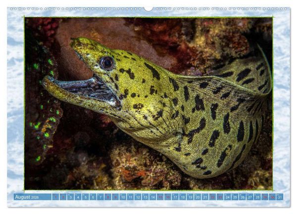 Produktbild: Farbenpracht unter Wasser (Wandkalender 2026 DIN A2 quer), CALVENDO Monatskalender