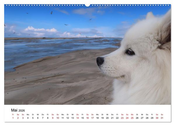 Produktbild: Ein Samojede am Meer (Wandkalender 2026 DIN A2 quer), CALVENDO Monatskalender