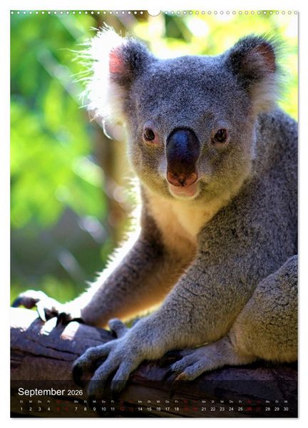 Produktbild: Koalas auf den Pelz ger&uuml;ckt (hochwertiger Premium Wandkalender 2026 DIN A2 hoch), Kunstdruck in Hochglanz