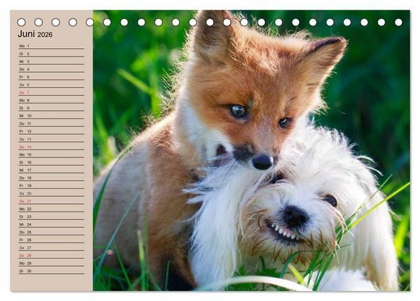 Produktbild: Der Fuchs. Bezaubernder Geselle (Tischkalender 2026 DIN A5 quer), CALVENDO Monatskalender