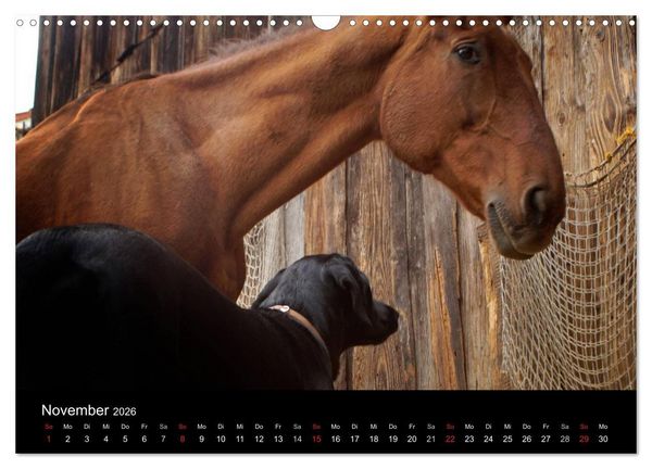 Produktbild: Der schwarze Hund und seine Freunde (Wandkalender 2026 DIN A3 quer), CALVENDO Monatskalender