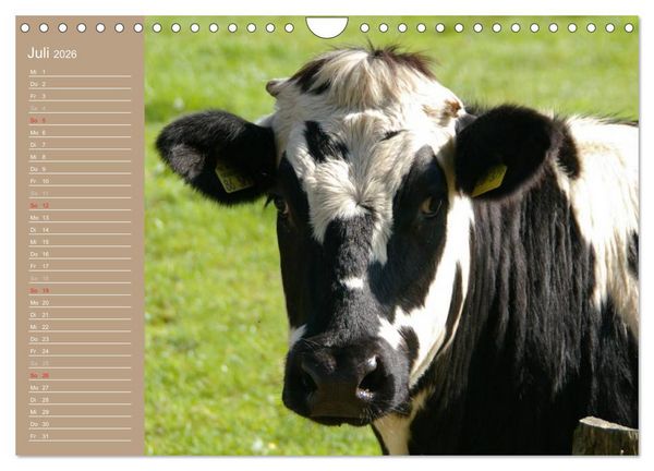 Produktbild: K&uuml;he / Geburtstagskalender (Wandkalender 2026 DIN A4 quer), CALVENDO Monatskalender