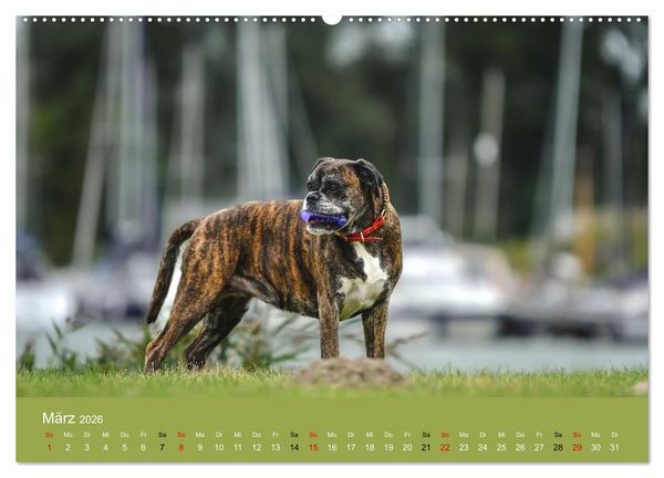 Produktbild: Boxer - charmante Herzensbrecher (Wandkalender 2026 DIN A2 quer), CALVENDO Monatskalender