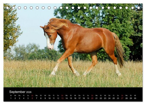 Produktbild: Faszinierende Pferde 2026 (Tischkalender 2026 DIN A5 quer), CALVENDO Monatskalender