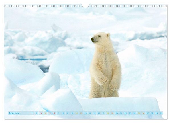 Produktbild: Eisb&auml;ren: Lebensk&uuml;nstler im Eis (Wandkalender 2026 DIN A3 quer), CALVENDO Monatskalender