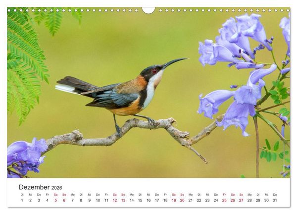 Produktbild: Singv&ouml;gel aus Australien (Wandkalender 2026 DIN A3 quer), CALVENDO Monatskalender