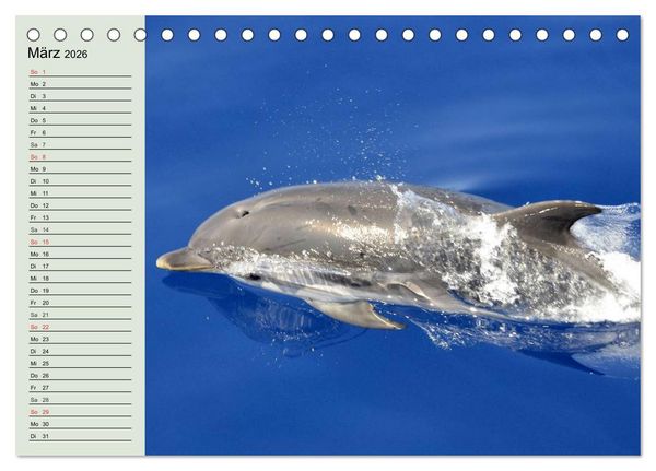 Produktbild: Leben in den Weltmeeren. Delfine, Wale und Haie (Tischkalender 2026 DIN A5 quer), CALVENDO Monatskalender